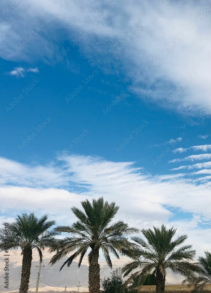 Tall palm trees stand against a bright blue sky background