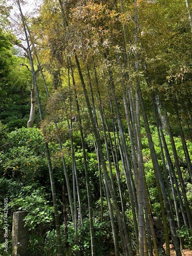 Vibrant green foliage of tall bamboo growing vertically, reaching for the sky