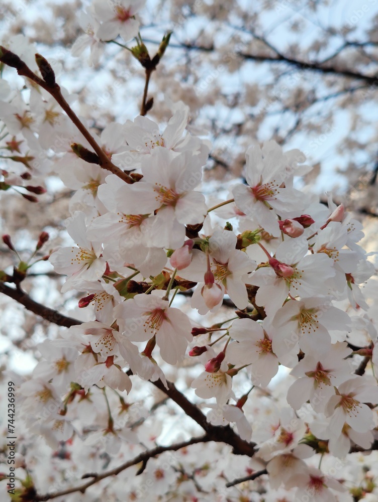 Vibrant tree featuring a bounty of white cherry blossoms Vibrant tree featuring a bounty of white cherry blossoms