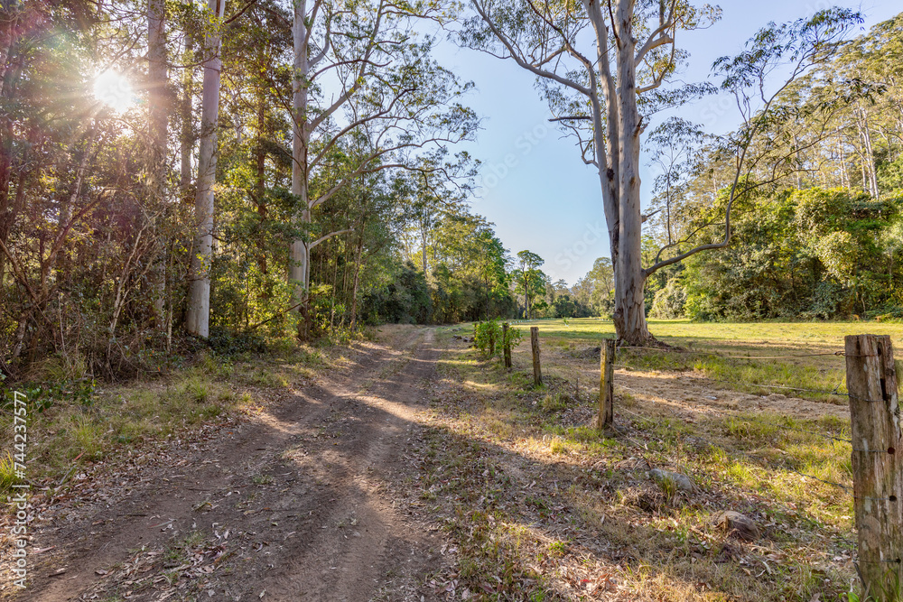Obraz premium footpath in the forest farm