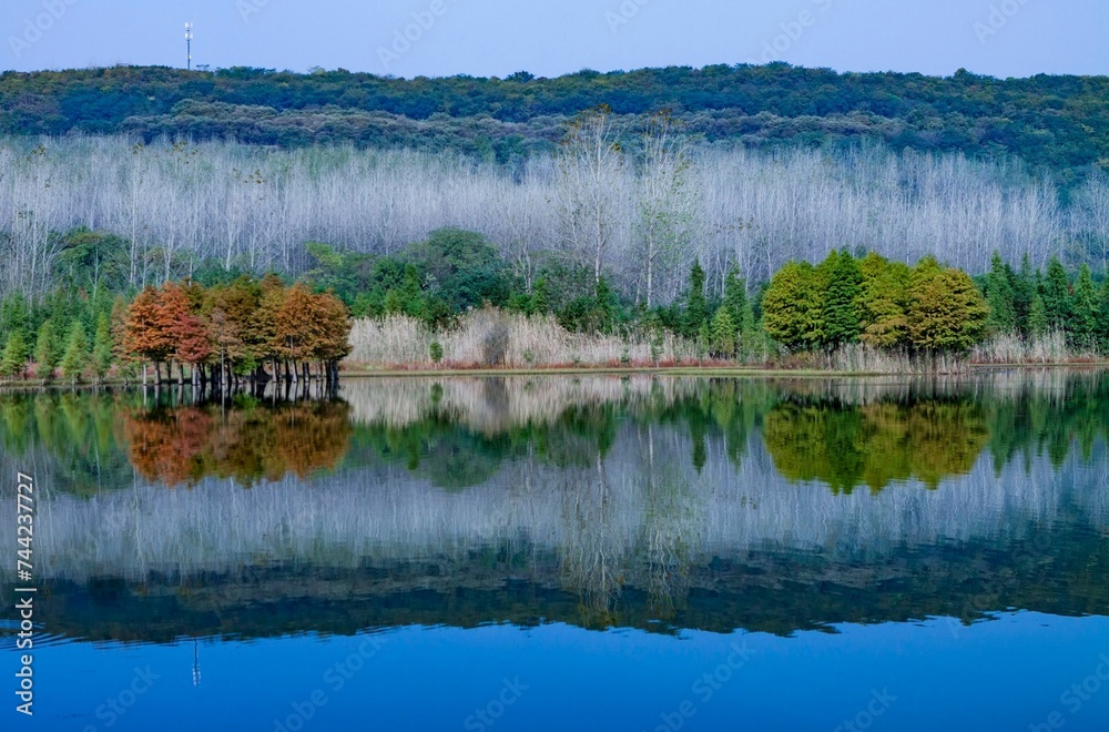 Stunning landscape featuring a lush forest with tall trees surrounding a tranquil lake.