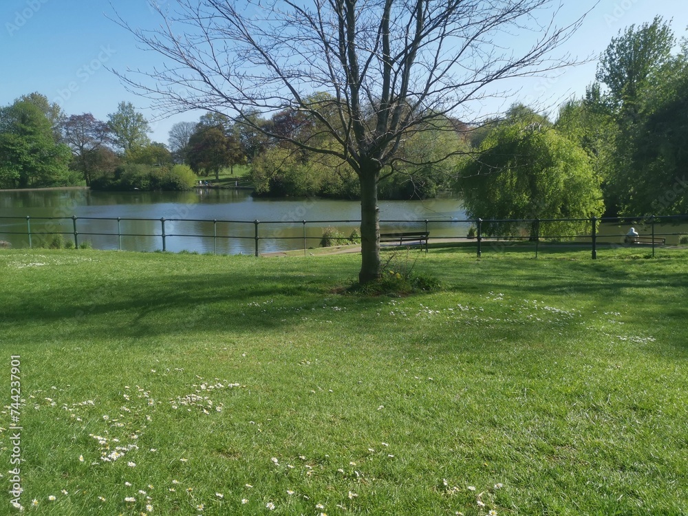 Scenic park close to a tranquil lake with an abundance of white blooming flowers Scenic park close to a tranquil lake with an abundance of white blooming flowers