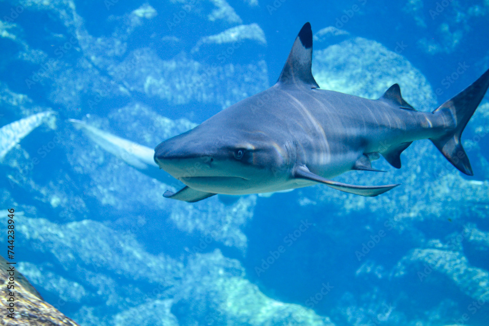 Fototapeta premium Elegant black tip shark