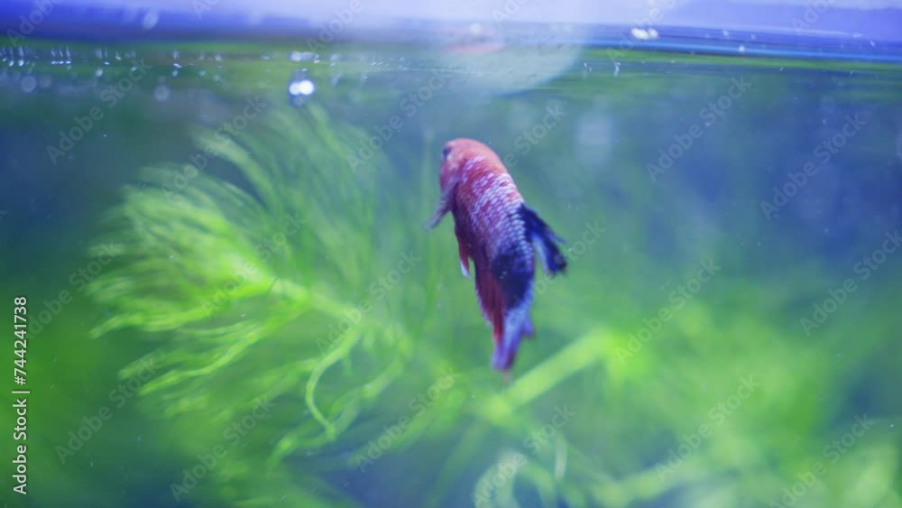 Aquatic experience, witnessing Hellboy Plakat Betta in the aquarium Aquatic experience, witnessing Hellboy Plakat Betta in the aquarium