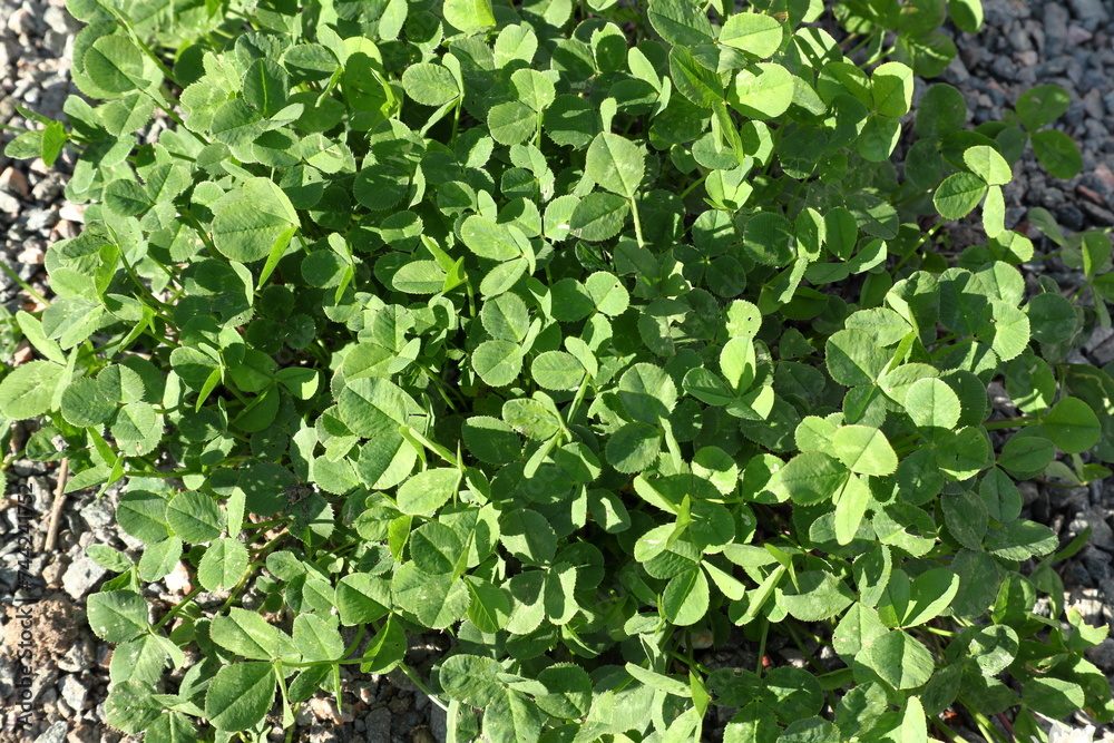 Three leaf clover plant. Above angle. Summer day in July. Three leaf clover plant. Above angle. Summer day in July.