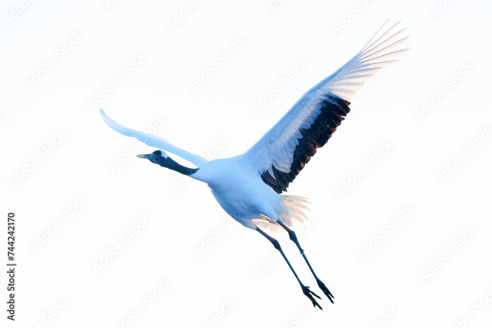 飛んでいる鶴 飛んでいる鶴