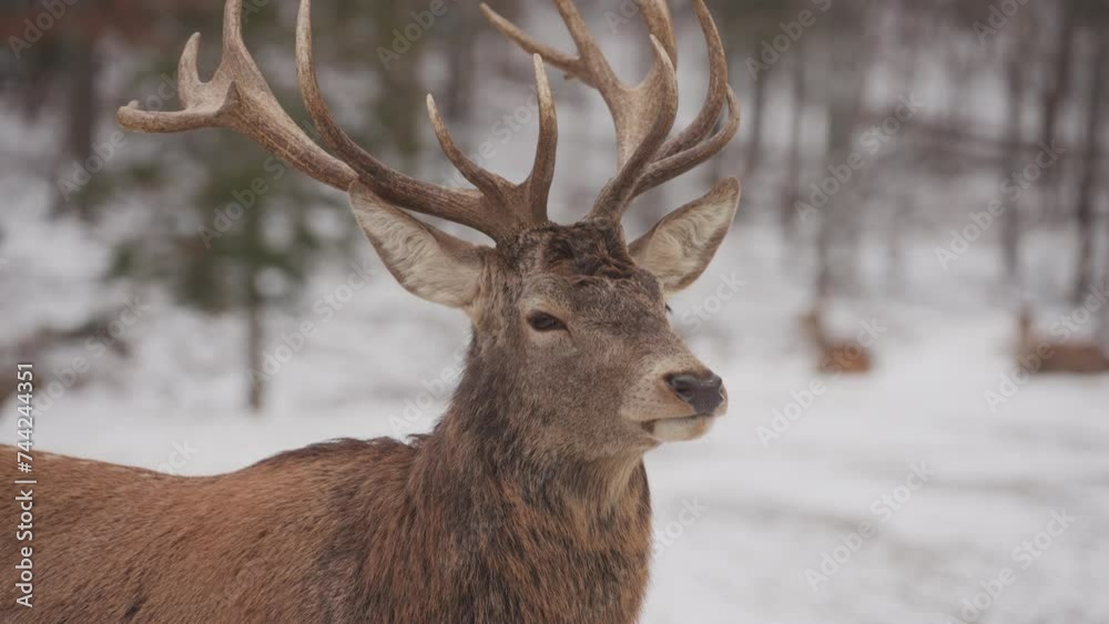 Close Up Of Bactrian Deer In Snowy Landscape Of Quebec In Canada Close Up Of Bactrian Deer In Snowy Landscape Of Quebec In Canada