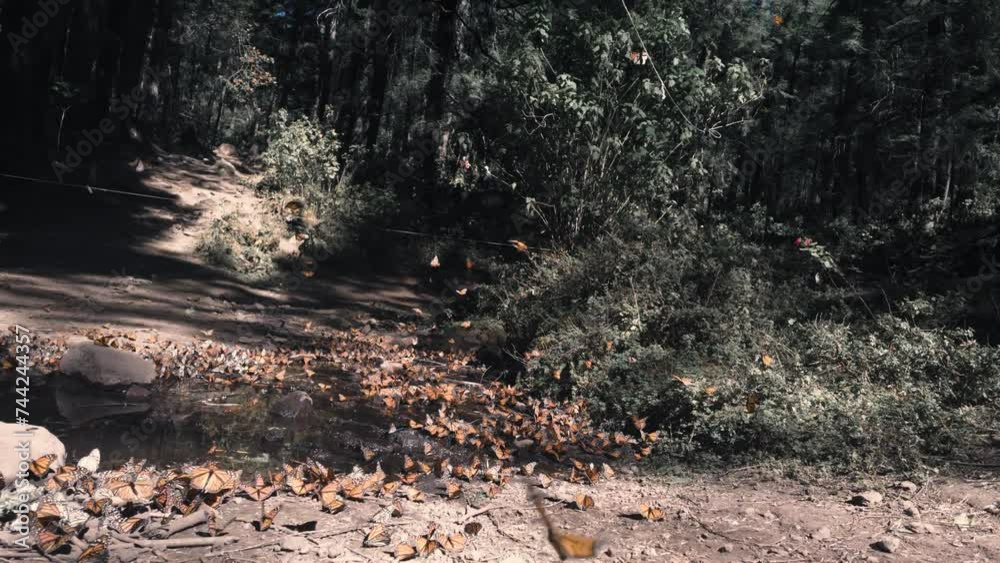 Swarm Of Unique Monarch Butterflies Resting In Green Forest, El Rosario Michoacan, Mexico Swarm Of Unique Monarch Butterflies Resting In Green Forest, El Rosario Michoacan, Mexico
