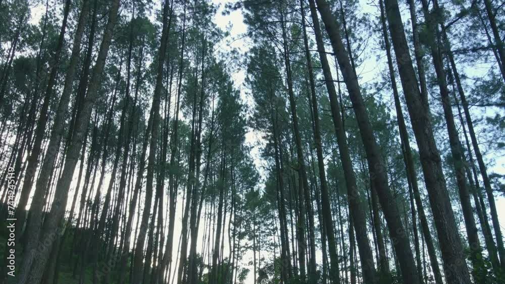 Fly in the middle of a pine forest with the camera looking up. The corner of a frog's eye. Fly in the middle of a pine forest with the camera looking up. The corner of a frog's eye.