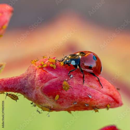 Ecological pest control: a ladybug eating aphids on a flower bud © Miguel Ángel RM