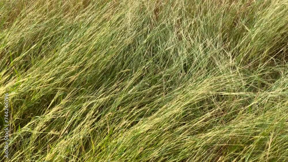 Breezing Grass Lawn High angle Healing nature connection ecotherapy concept Breezing Grass Lawn High angle Healing nature connection ecotherapy concept