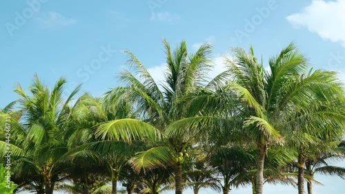 Wallpaper Mural Lush Coconut Palm Trees Swaying Against Blue Sky Background in slow motion Torontodigital.ca