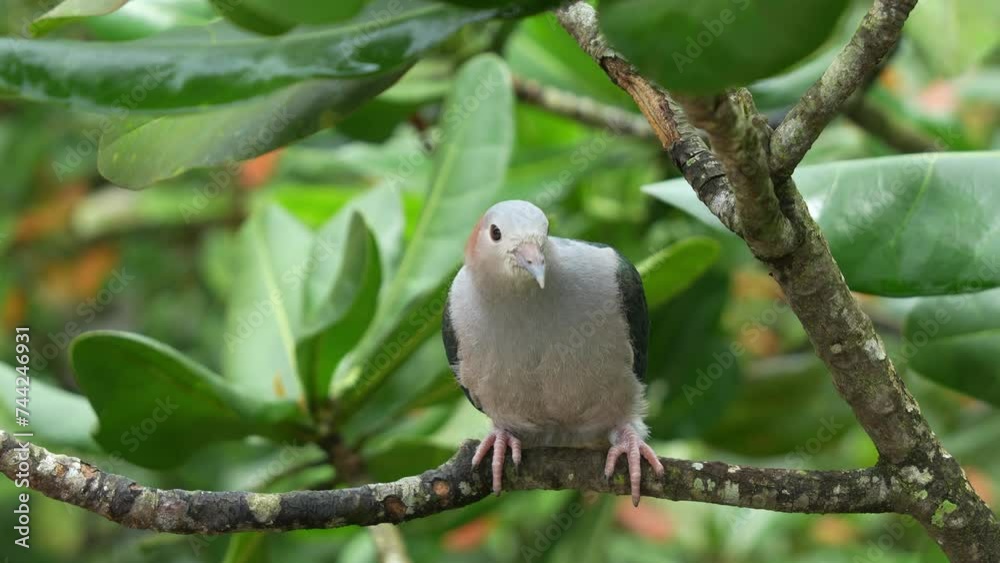 Wild green imperial pigeon, ducula aenea perching on tree branch, roosting under canopy, curiously wondering around its surrounding environment, close up shot. Wild green imperial pigeon, ducula aenea perching on tree branch, roosting under canopy, curiously wondering around its surrounding environment, close up shot.