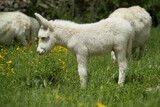 White donkeys from Asinara. (Equus asinus). Burgos. Sassari. Sardinia. Italy