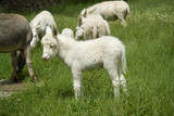 White donkeys from Asinara. (Equus asinus). Burgos. Sassari. Sardinia. Italy