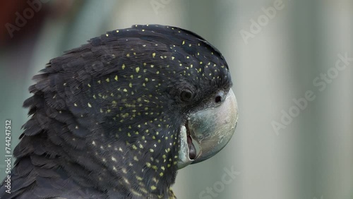 Close up head shot capturing a black cockatoo, calyptorhynchus banksii with robust bill, making a clicking sound with its tongue. photo