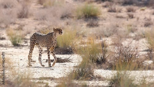 Medium Shot of Cheetah Female Walking Along Nossob Riverbed, Kgalagadi photo