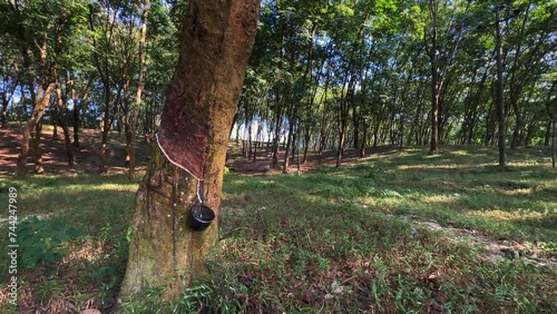 Panoramic panning shot of rubber tree plantation in Sreemangal, Bangladesh. photo