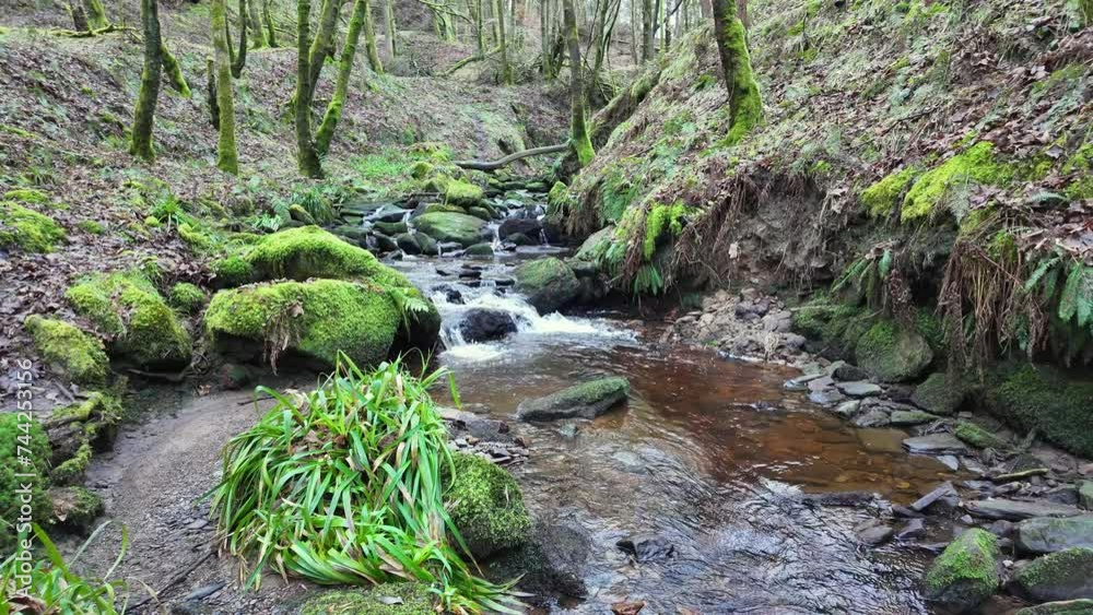 Small, slow moving woodland stream, flowing slowly through the forest trees. Damp moss covered rocks and heather lined riverbank. Small, slow moving woodland stream, flowing slowly through the forest trees. Damp moss covered rocks and heather lined riverbank.