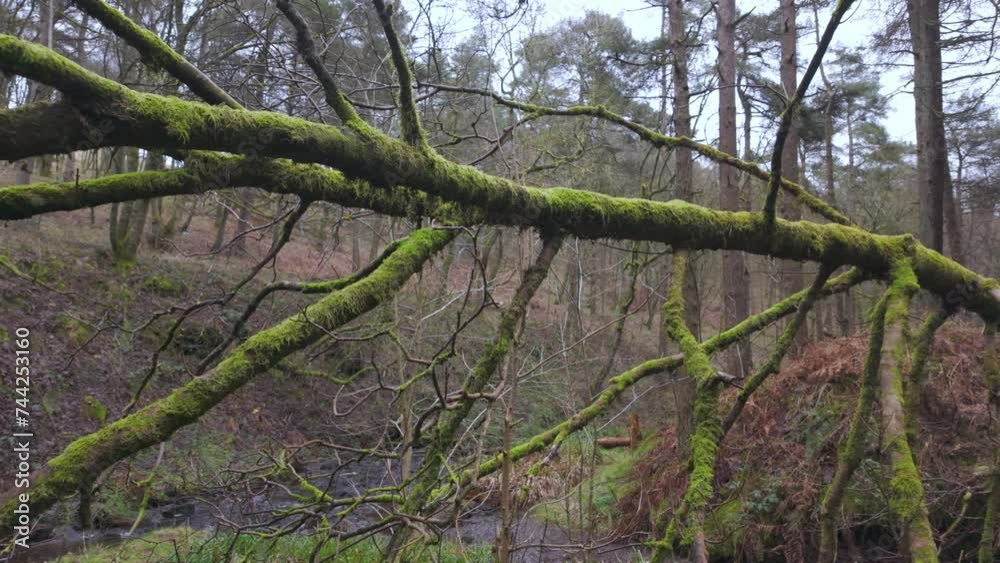 Woodland views of a tall tree covered in moss. Under the canopy of the English forest. Woodland views of a tall tree covered in moss. Under the canopy of the English forest.