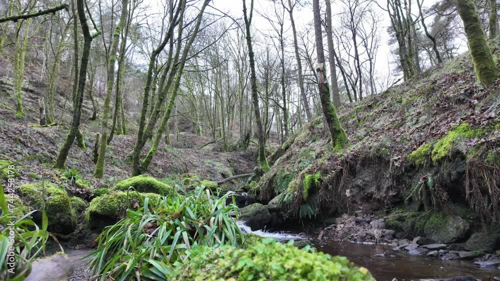 Small, slow moving woodland stream, flowing slowly through the forest trees. Damp moss covered rocks and heather lined riverbank. Small, slow moving woodland stream, flowing slowly through the forest trees. Damp moss covered rocks and heather lined riverbank.
