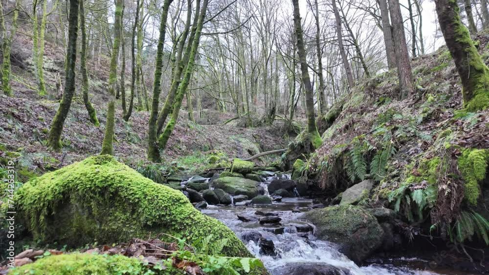 Small, slow moving woodland stream, flowing slowly through the forest trees. Damp moss covered rocks and heather lined riverbank. Small, slow moving woodland stream, flowing slowly through the forest trees. Damp moss covered rocks and heather lined riverbank.
