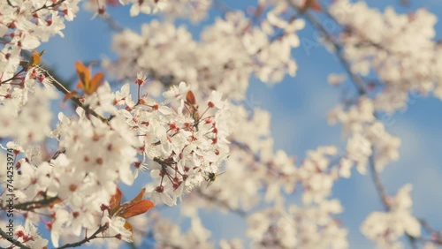 Branches Of Fruit Trees With Blossom White Flowers. Plum Tree Has Masses Of Showy White Flowers In Early Spring. photo