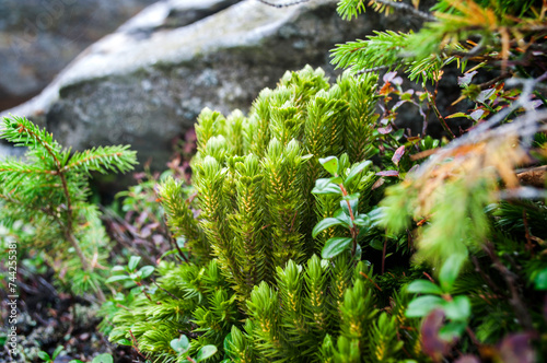 Huperzia Selago, Clubmoss, Mountain clubmoss Green Plant photo