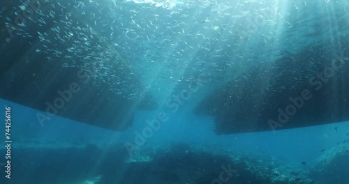 silversides atherinas sun shine and beams underwater silverside fish school Atherina boyeri photo