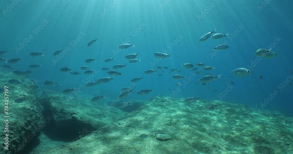 fish scenery underwater sun beams sun rays underwater mediterranean sea sun shine relaxing ocean scenery fish scenery underwater sun beams sun rays underwater mediterranean sea sun shine relaxing ocean scenery