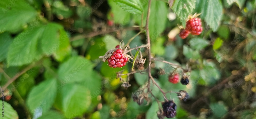A bush of many ripe blackberries (Rubus fruticosus). they are in red and violet colors. A bush of many ripe blackberries (Rubus fruticosus). they are in red and violet colors.