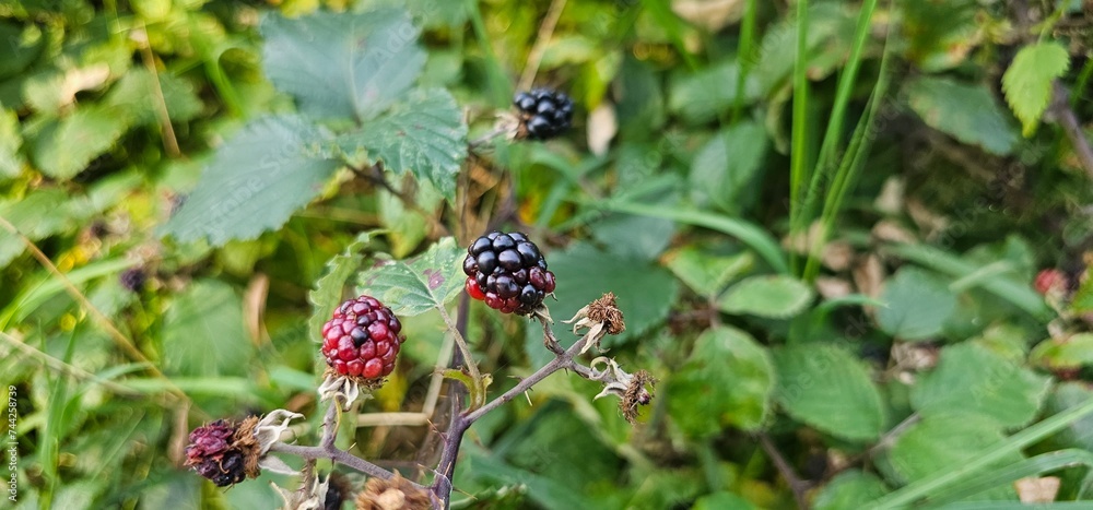 A bush of many ripe blackberries (Rubus fruticosus). they are in red and violet colors. A bush of many ripe blackberries (Rubus fruticosus). they are in red and violet colors.