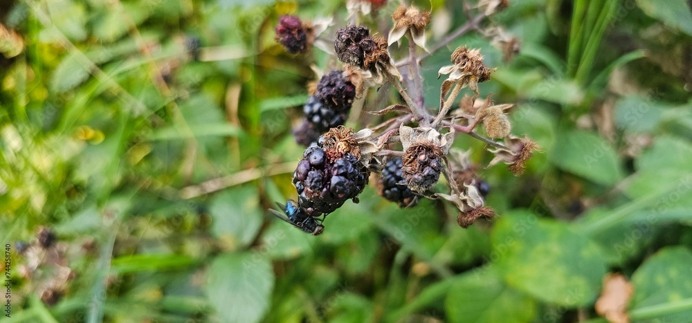 A bush of many ripe blackberries (Rubus fruticosus). they are in red and violet colors. A bush of many ripe blackberries (Rubus fruticosus). they are in red and violet colors.