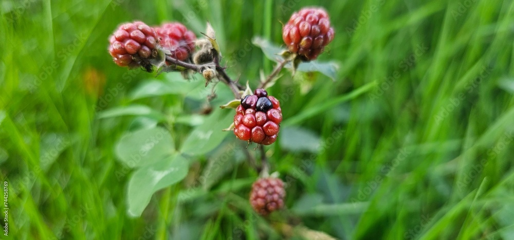 A bush of many ripe blackberries (Rubus fruticosus). they are in red and violet colors. A bush of many ripe blackberries (Rubus fruticosus). they are in red and violet colors.