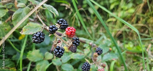 A bush of many ripe blackberries (Rubus fruticosus). they are in red and violet colors.