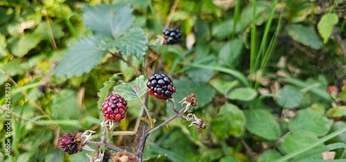 A bush of many ripe blackberries (Rubus fruticosus). they are in red and violet colors.