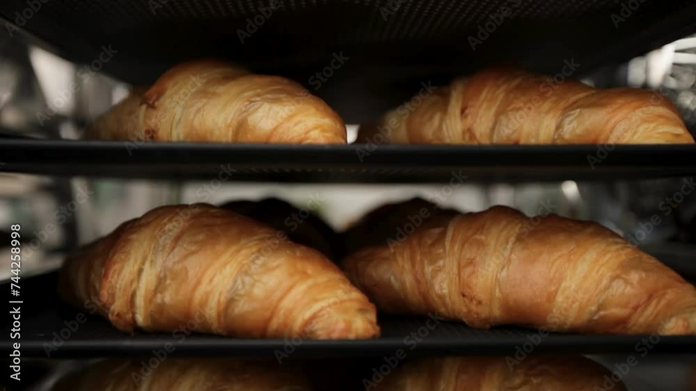 Golden croissants on bakery trays rising as they bake, close-up, selective focus