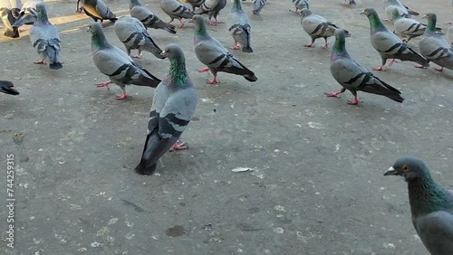 Observe a flock or kit of rock pigeons, commonly known as Indian rock pigeons, scurrying about at dusk, adding movement and liveliness to the twilight atmosphere.