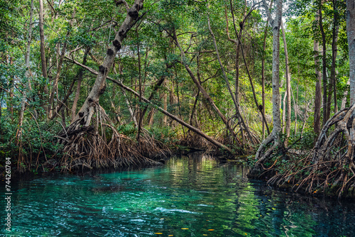 Swamps and mangroves at Ria Celestun. Mexico