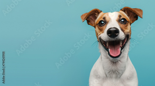 Portrait of a Happy Jack Russell Terrier on a Blue Background © Miva