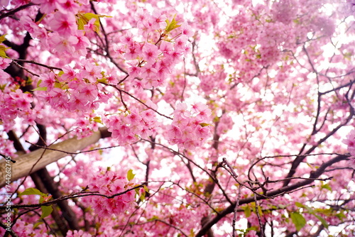 日本 河津桜