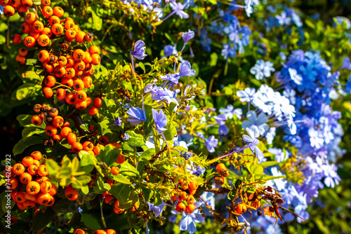 Small blue orange flowers fruits on bush plant Voula Greece.