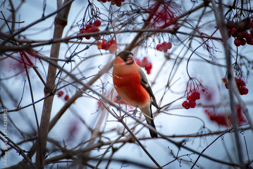 Tiny bird perched on a tree with vibrant red berries Tiny bird perched on a tree with vibrant red berries