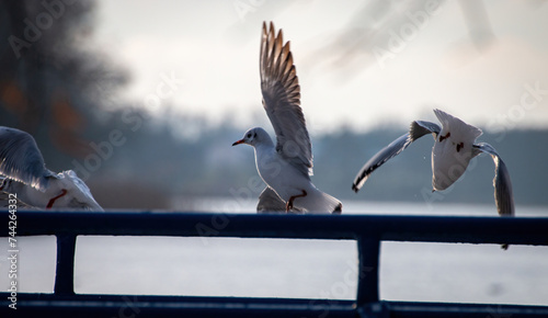 Seagulls perched on railing at sunset, gazing over water