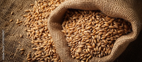 A pile of versatile barley grains, used in bread, beer, whiskey, and vodka, is neatly contained in a sackcloth on top of a sturdy table.