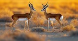 Springbok Antelopes in Their Natural Habitat Illuminated by the Soft Light of Sunset