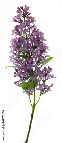 blooming lilac bush with a delicate tiny flower. Lilac lilac flower on a bush. Lilac flowers. on transparent  png