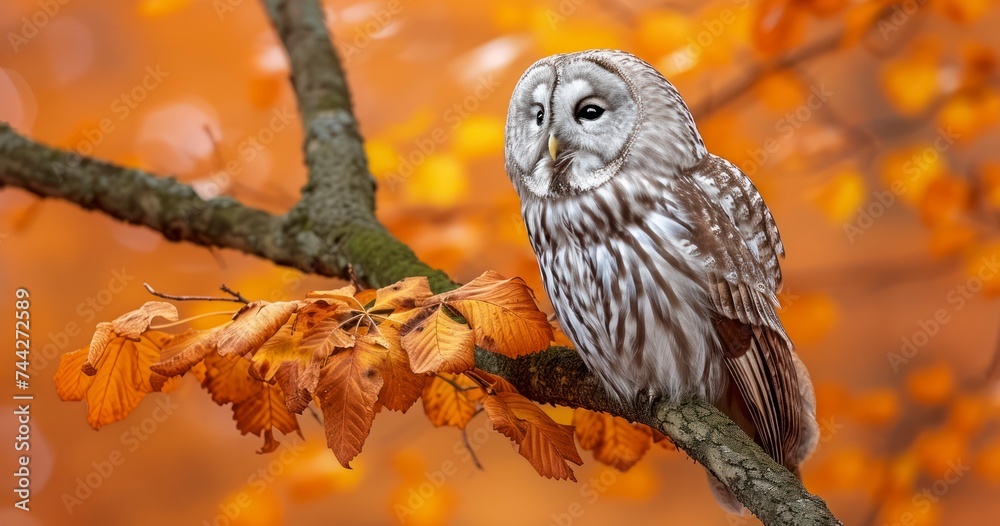The Regal Ural Owl Sitting on a Branch Surrounded by the Amber Hues of Oak Leaves The Regal Ural Owl Sitting on a Branch Surrounded by the Amber Hues of Oak Leaves