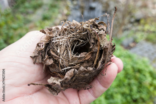 Kugelförmiges Nest eines Zaunkönig (Troglodytes troglodytes)