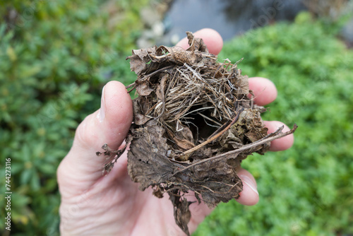 Kugelförmiges Nest eines Zaunkönig (Troglodytes troglodytes)